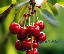 抖音SEO優(yōu)化的核心原理分享